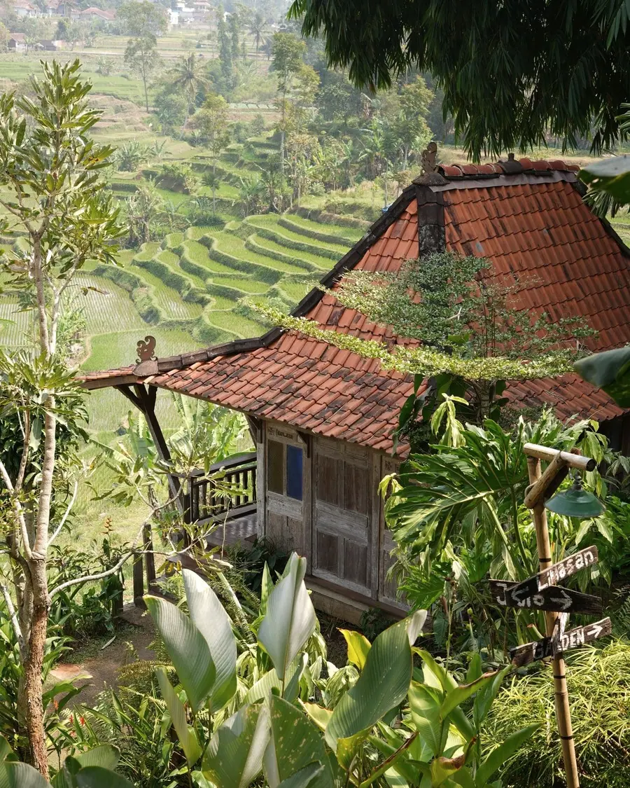 Rumah kayu beratap genteng di antara sawah berundak